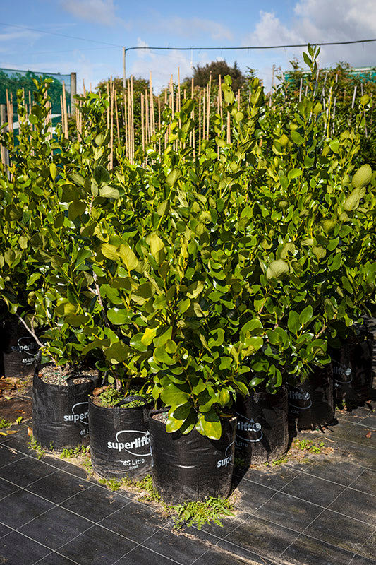 45L, 160L, 400L Trees - Takana