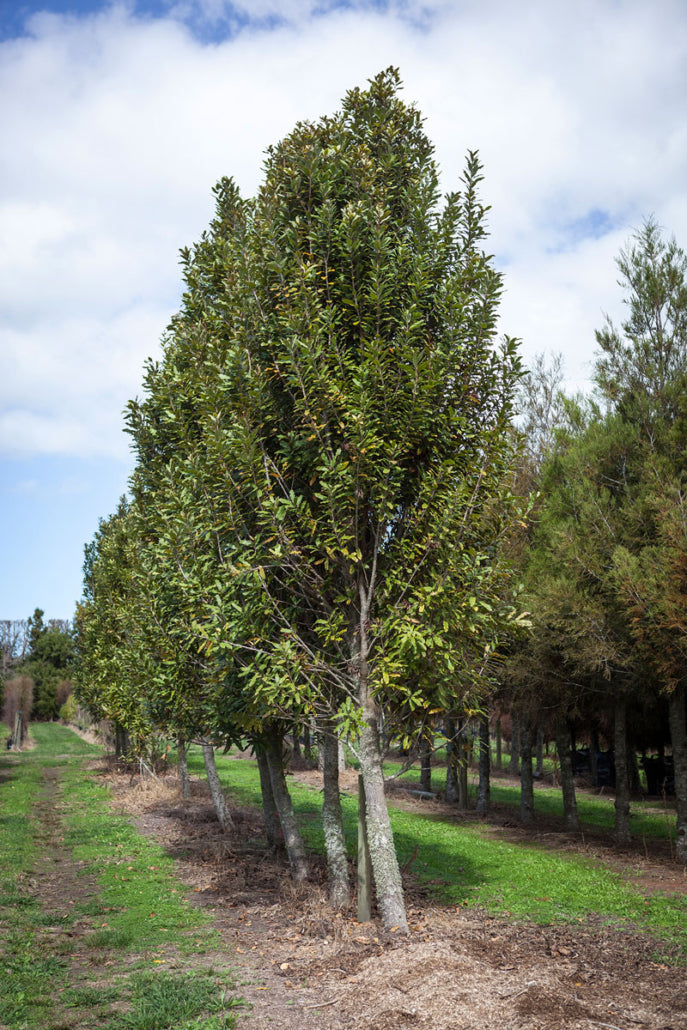 Rewarewa (Knightia excelsa) - Takana