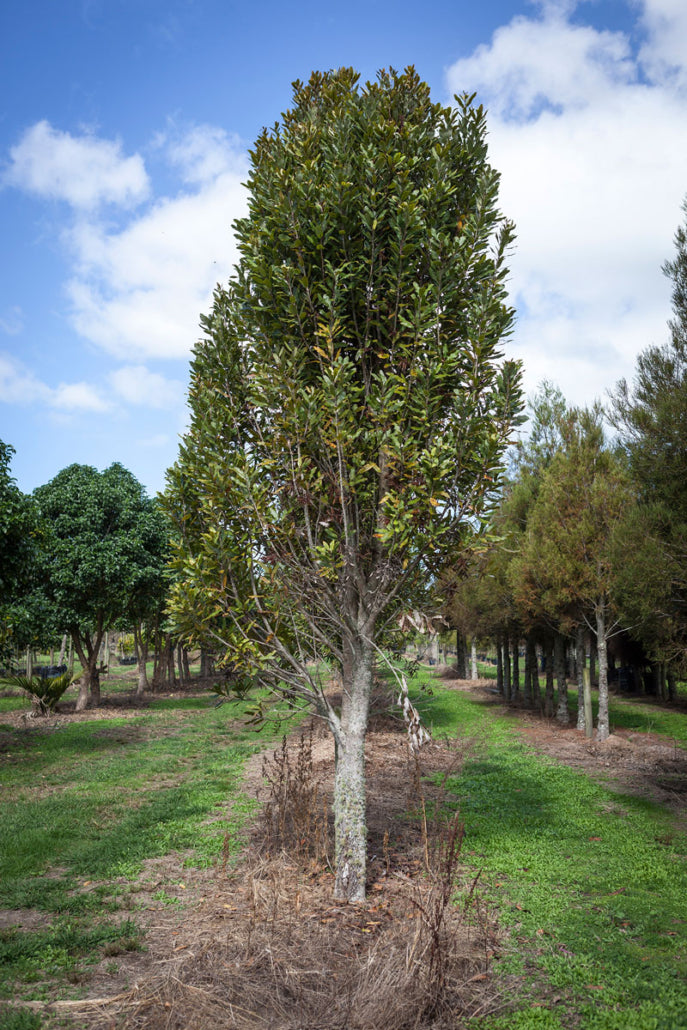Rewarewa (Knightia excelsa) - Takana